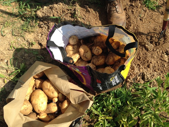 Potato Harvest 1