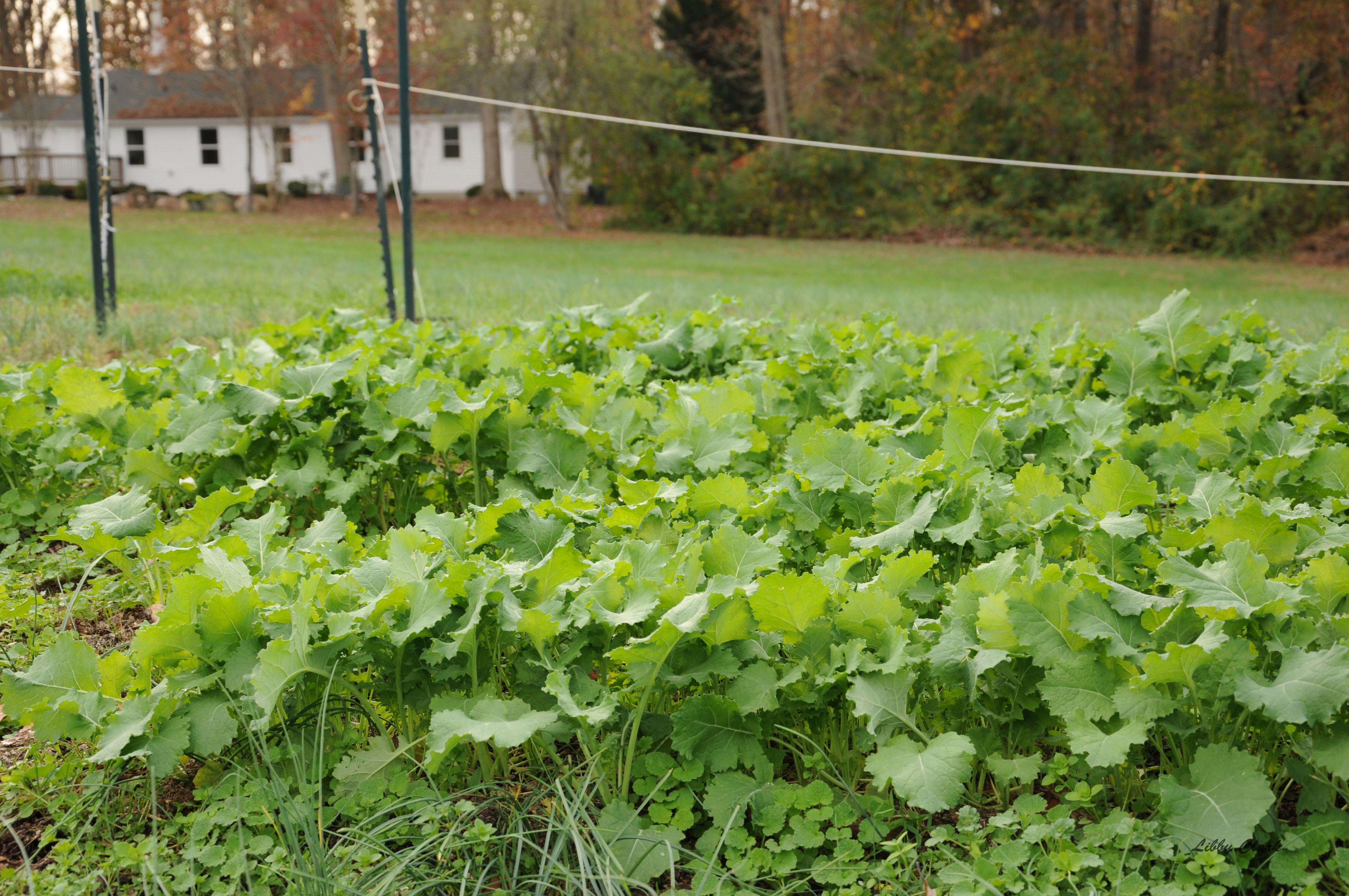 Nov 2015 Kale Crop 1