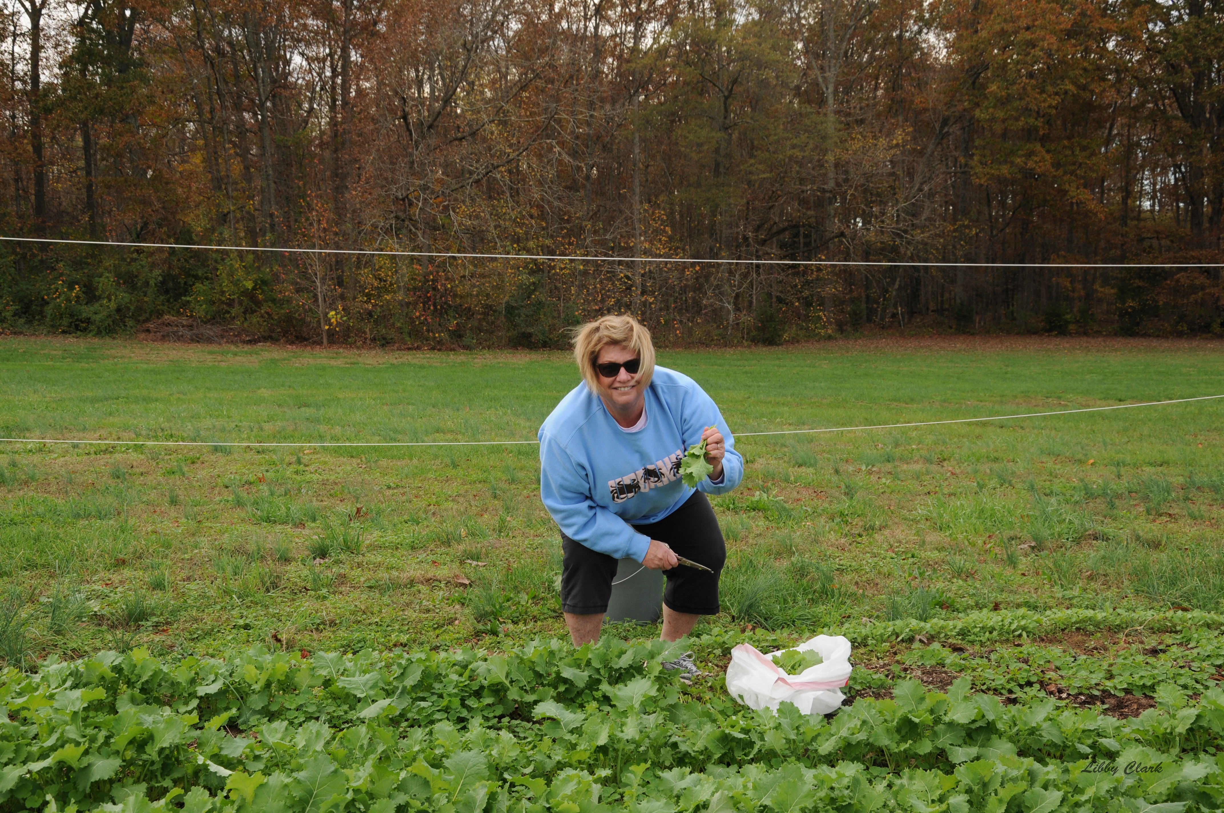 Michie Harvesting Kale
