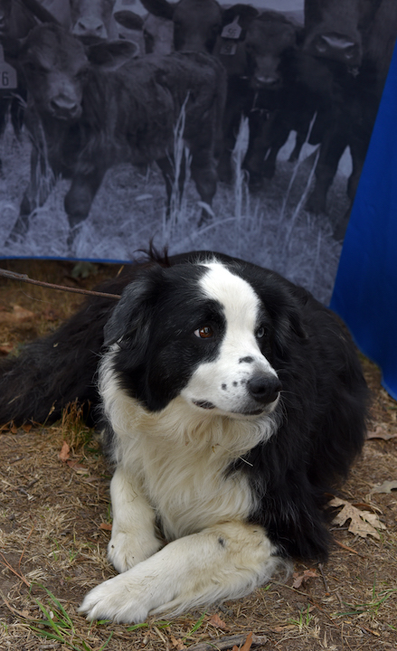 Farm Dog