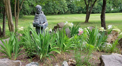 St. Francis Lillies
